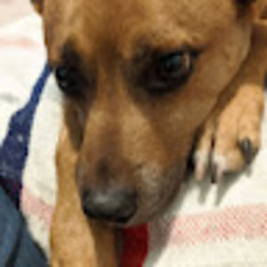 Meet your Posher, Susan